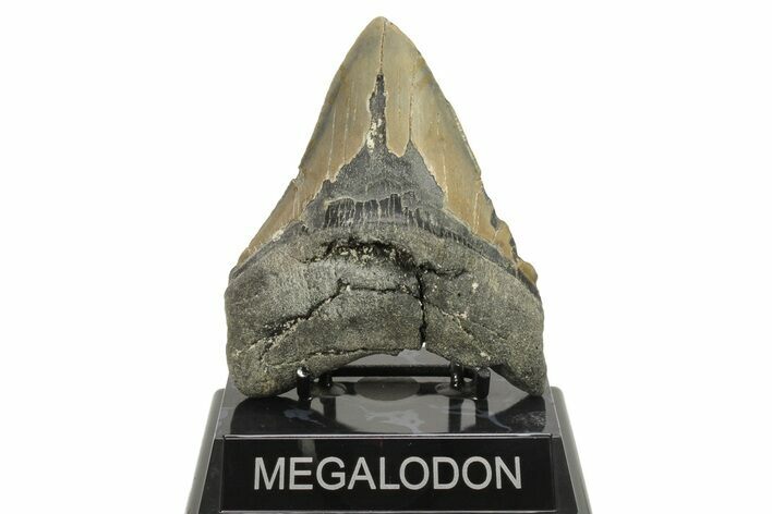 Serrated, Fossil Megalodon Tooth - North Carolina #294539